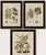Brown Bertuch, Rubber and Gum Arabic Trees, 1802, Engraving For Sale - Image 8 of 9