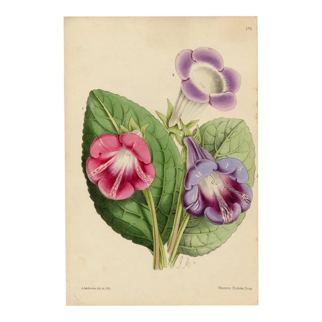 "Ipomoea Purpurea" Botanical Lithograph C. 19th Century For Sale