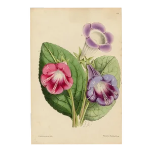 "Ipomoea Purpurea" Botanical Lithograph C. 19th Century