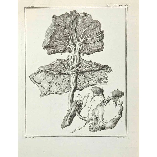 Anatomy of Animals is an etching realized by Basan in 1771. The artwork Belongs to the suite "Natural, general and...