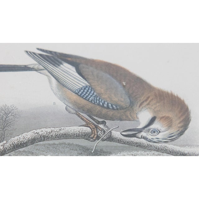 Custom Framed Antique Bird Engravings - Set of Two For Sale In Houston - Image 6 of 12