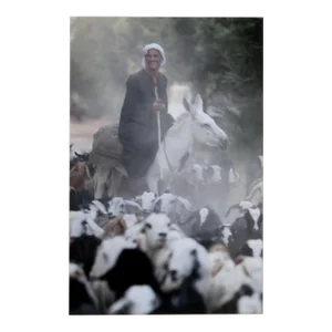 Shepherd on Donkey With Sheep, Unknown Artist Color Photograph