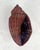 Boho Chic Vintage Wicker Shell For Sale - Image 3 of 7