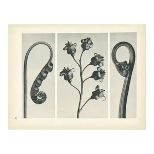 1928 Karl Blossfeldt Original Period Photogravure N34 of Black Currant