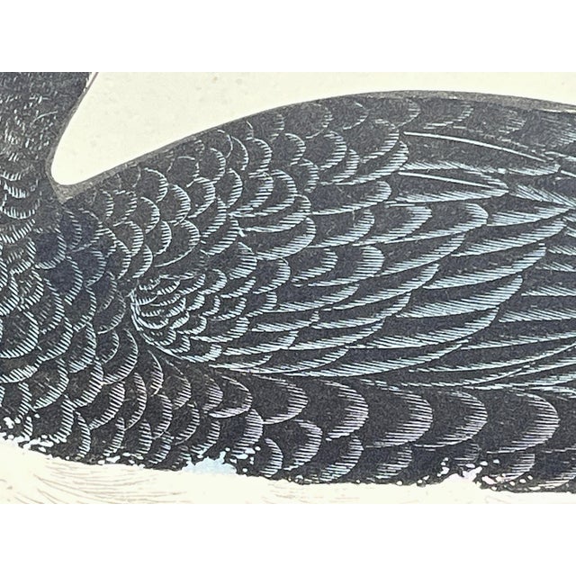 Antique Hand Tinted Bird Print From England Featuring a Black Surf Scoter - Circa 1888 For Sale In Dallas - Image 6 of 10