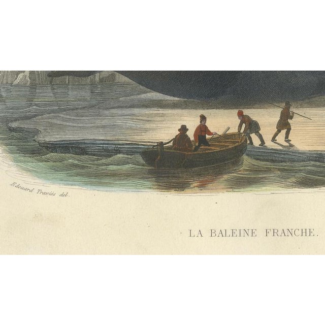 After Édouard Traviès, The Right Whale, 1840, Hand-Colored Engraving For Sale - Image 7 of 9