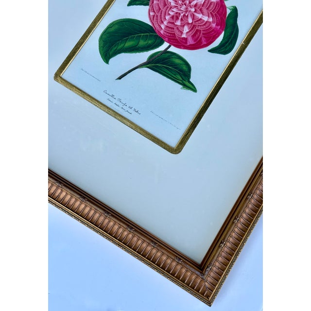 Mid 19th Century Camellia Prints, Set of 2 Framed Original Botanicals by Verschaffelt, 1845 For Sale - Image 5 of 6