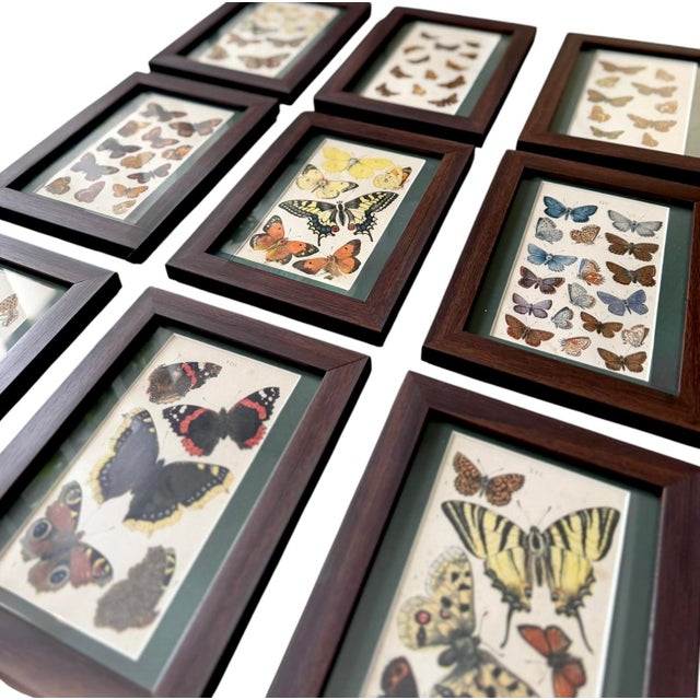 Wood Antique Butterfly Print Gallery Wall Set in Walnut Frames - 9-Piece For Sale - Image 7 of 10