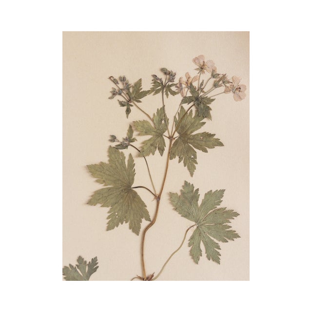 Rustic European Vintage Swedish Herbarium - Geranium, Circa 1926 For Sale - Image 3 of 6
