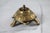 Vintage Brass Turtle Incense Burner or Trinket Box For Sale In Milwaukee - Image 6 of 8