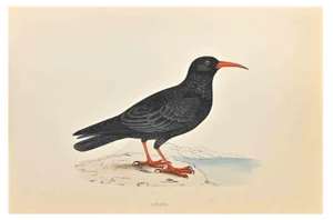 Alexander Francis Lydon, Chough, Woodcut Print, 1870