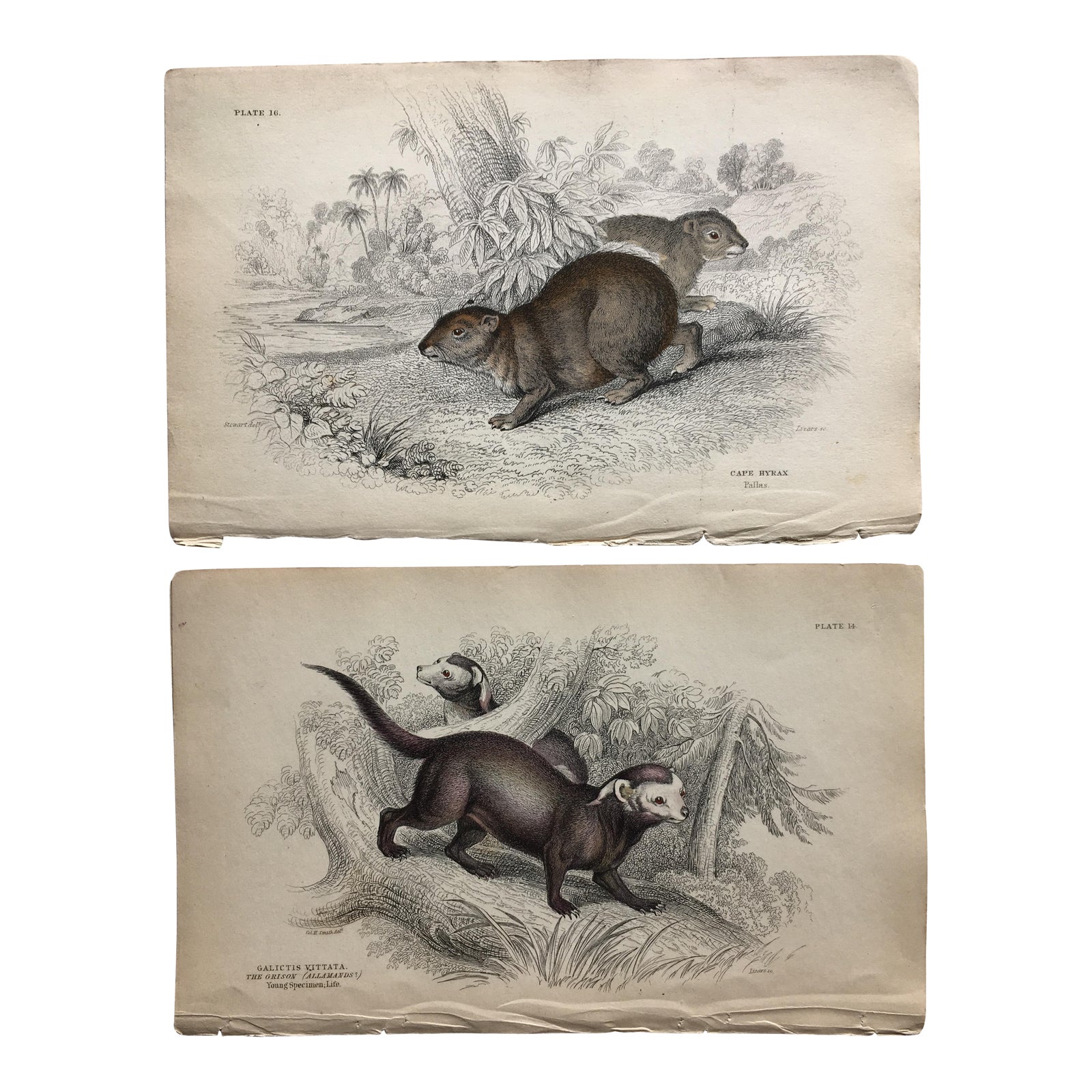 Pr of Natural History Lithographs by Lizar Chairish