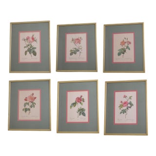 1900s Set of 6 Rose Engraving Prints Artwork For Sale