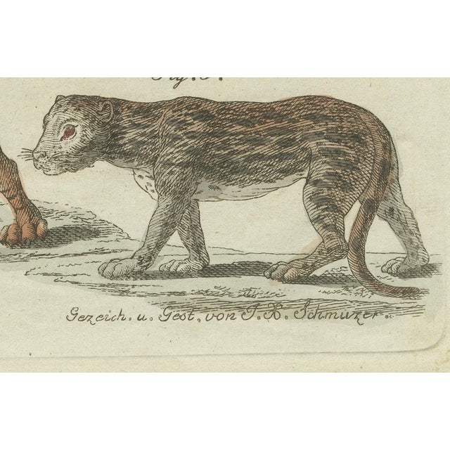Bertuch, Lions, Tigers & Spotted Cats, Print, 1790 For Sale - Image 6 of 9