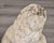 Gray Pair of Vintage French Cast Stone Seated Lion Garden Statues For Sale - Image 8 of 10