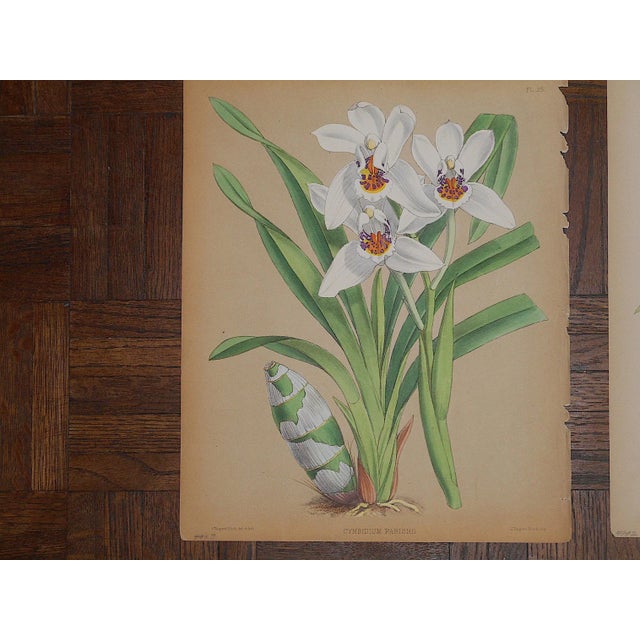 This set of three (3) authentic antique chromolithographs (each color laid in with a separate lithographic stone) depict...