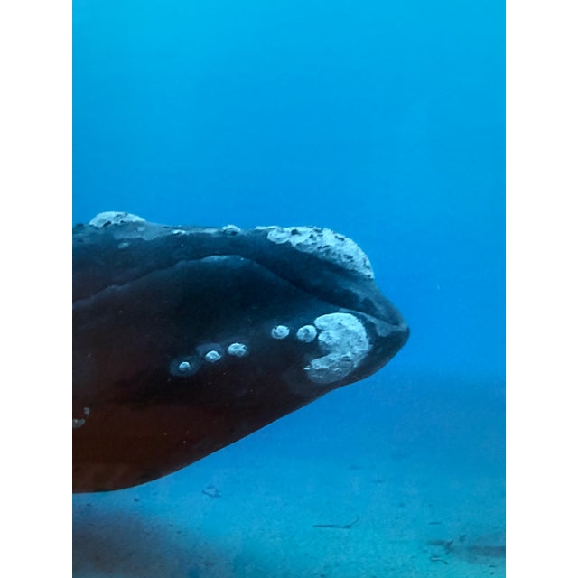 Blue Brian Skerry First Encounter Southern Right Whale Photograph, Signed For Sale - Image 8 of 12