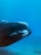 Blue Brian Skerry First Encounter Southern Right Whale Photograph, Signed For Sale - Image 8 of 12