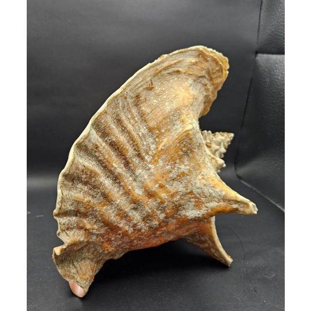 Shell Vintage Australian Large Conch Shell W Peiostracum 8" X 7.5 Inches X 5 Inches For Sale - Image 7 of 8