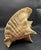 Shell Vintage Australian Large Conch Shell W Peiostracum 8" X 7.5 Inches X 5 Inches For Sale - Image 7 of 8