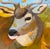 This handsome Mule Deer Buck was seen in my neighborhood. I love it when I see deer walking through. I used collage,...
