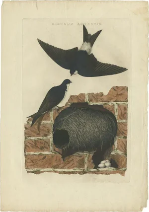 Sepp & Nozeman, Bird Illustration of the Barn Swallow, 1770, Print