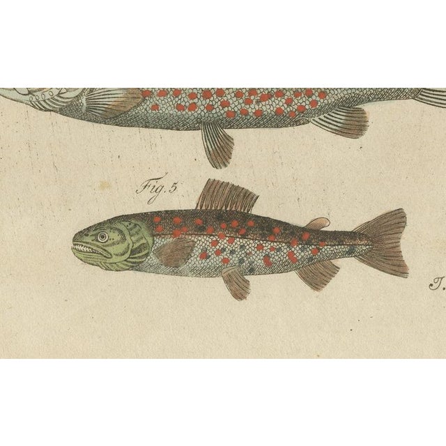 19th Century Bertuch, Five Trout with Salmon Trout and Alpine Char, 1805, Print For Sale - Image 5 of 12