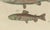 19th Century Bertuch, Five Trout with Salmon Trout and Alpine Char, 1805, Print For Sale - Image 5 of 12