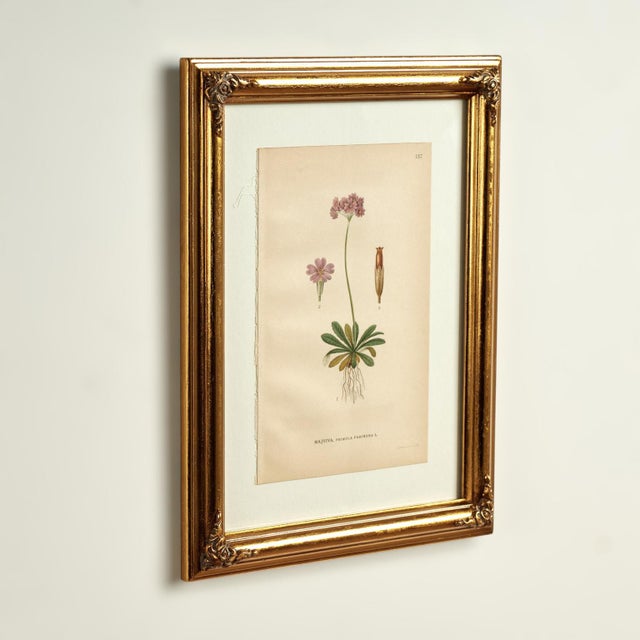 Victorian Antique Group of Nine Hand Colored Botanical Prints For Sale - Image 3 of 18