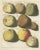 Mid 18th Century Various Apples, 1758, Paper For Sale - Image 5 of 6