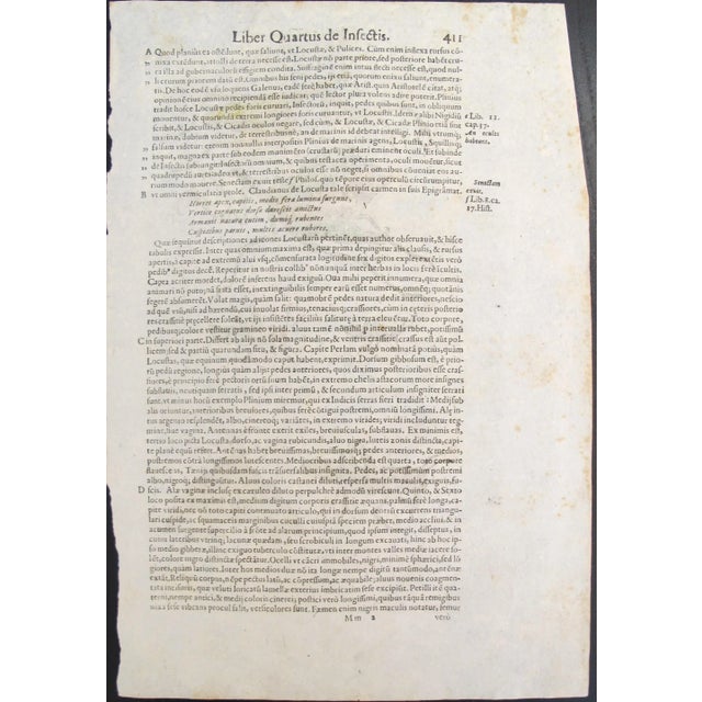 About the Poster: A fine example of an avian study, circa 1650. Purchased in Italy, this exceptional ornithological...