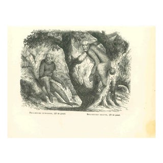 Paul Gervais, The Orangutan, 1854, Lithograph For Sale