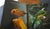 Whispers in the Wind a Tweet From the Wild For Sale - Image 16 of 17