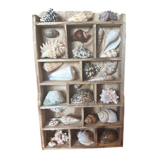 Vintage Curated Seashell Specimen Collection in Wooden Shadow Box Cabinet For Sale