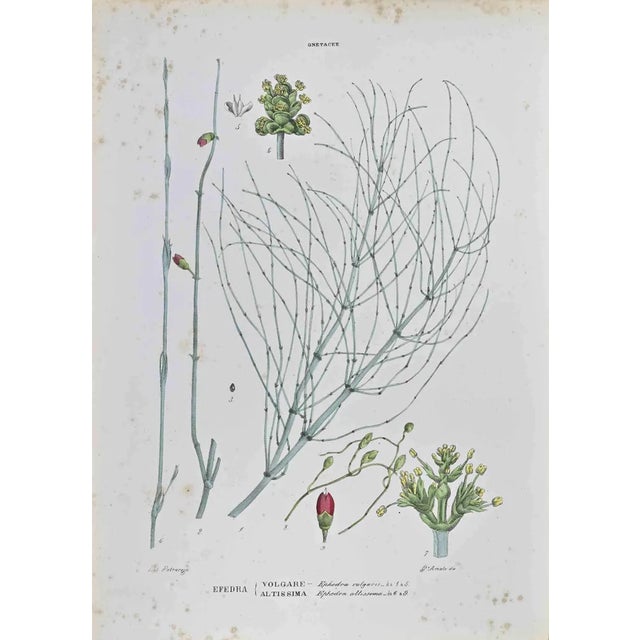 Vincenzo Tenore, Gnetaceae, Lithograph, 1870s For Sale