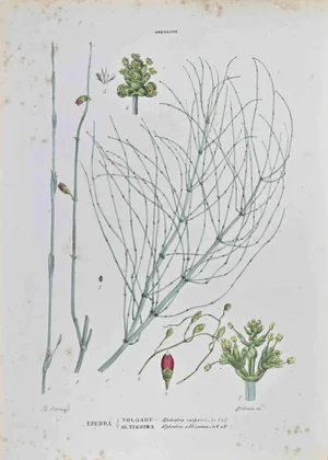 Vincenzo Tenore, Gnetaceae, Lithograph, 1870s