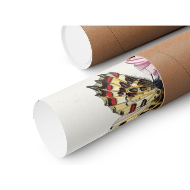 Butterflies and Moths (Paul Gervais), Vintage Art Print Reproduction, 18" × 24" For Sale In Buffalo - Image 6 of 6