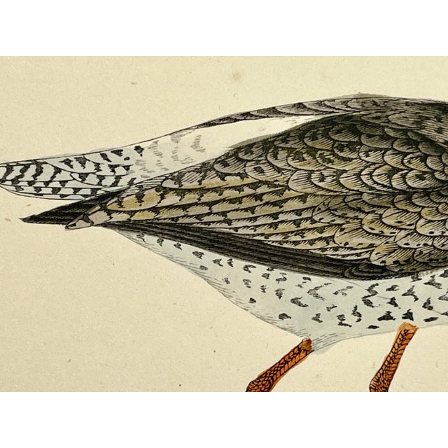 Antique Bird Print From England Showcasing a Red Shank - Circa 1880 For Sale In Dallas - Image 6 of 11