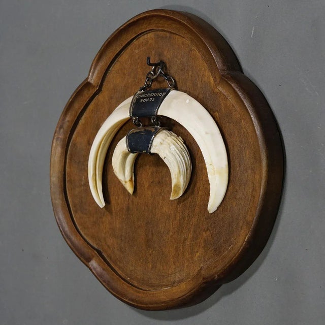 Vintage Wild Boar Tusk Trophy on Wooden Plaque, Germany 1970s A vintage Black Forest wild boar tusk trophy on wooden...