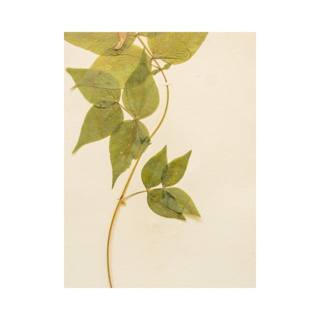 1900 - 1909 Antique Swedish Herbarium - Spring Pea, Circa 1908 For Sale - Image 5 of 6