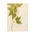 1900 - 1909 Antique Swedish Herbarium - Spring Pea, Circa 1908 For Sale - Image 5 of 6