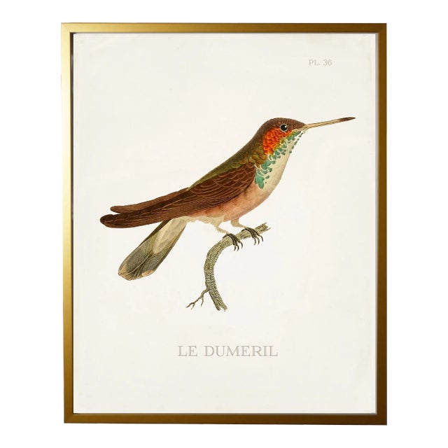 Framed Hummingbird Print Plate 36 in a Gold Shadowbox - Size 17x1x21 For Sale