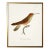 Framed Hummingbird Print Plate 36 in a Gold Shadowbox - Size 17x1x21 For Sale