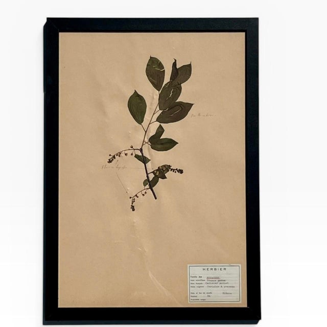 1960s 1965 French Herbarium Botanical Specimens – Set of 8 Custom Framed Pressed Botanicals For Sale - Image 5 of 18