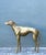 Late 20th Century Vintage Monumental Brass Greyhound For Sale - Image 5 of 17