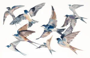 "Heron in Flight No. 2" - Original Watercolor Painting by Elizabeth Becker - Crane or Egret - Flying Bird - Wildlife Nature Illustration