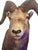 Farmhouse Vintage Stone Sheep Ram Head Taxidermy Shoulder Mount Wall Decor For Sale - Image 3 of 4