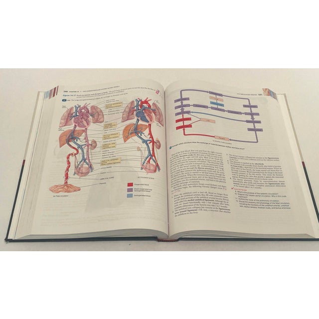 Red Principles of Human Anatomy by Gerard J. Tortora Mark Nielsen 2012 For Sale - Image 8 of 9