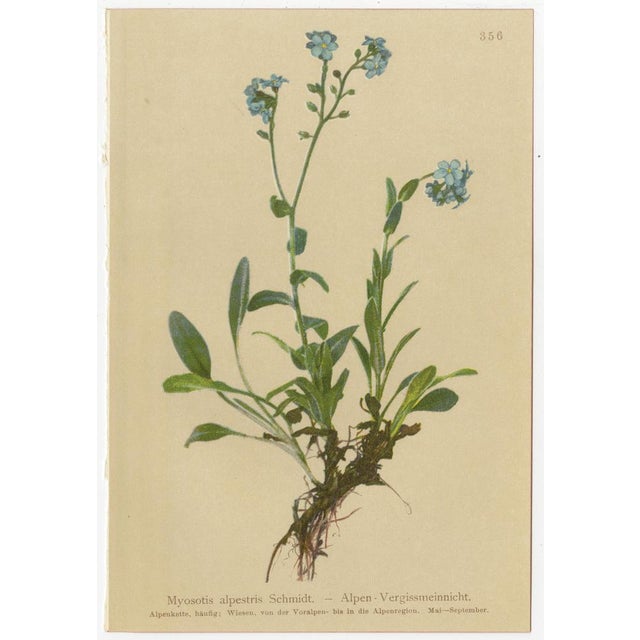 Late 19th Century Alpine Flora Botanical Illustrations, 1897, Set of 8 For Sale - Image 5 of 11