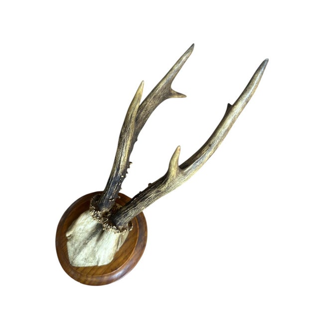 Roe deer trophy on a wood plaque. Nice antlers!